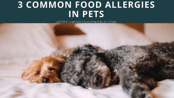 3 commom food allergies in pets