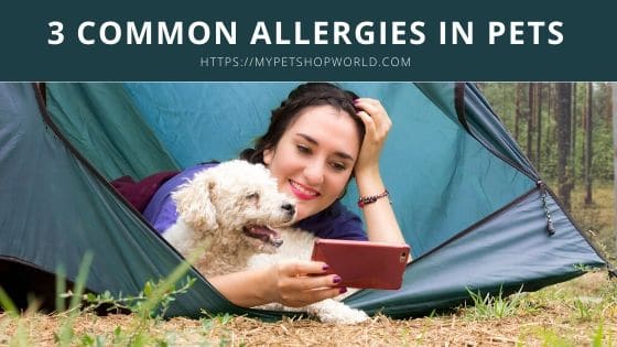 3 common Allergies in pets 