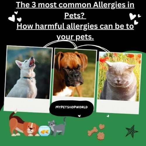 the 3 most common Allergies in Pets? How harmful allergies can be to your pets.