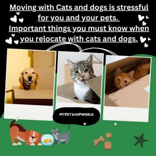 Moving with Cats and dogs is stressful for you and your pets. Important things you must know when you relocate with cats and dogs.