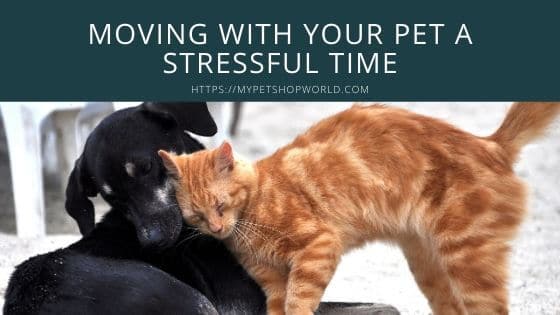 Moving with Pets a stressful time