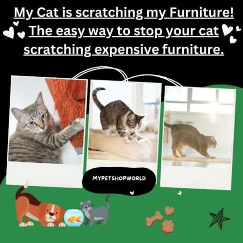 My Cat is scratching my Furniture! The easy way to stop your cat scratching expensive furniture.