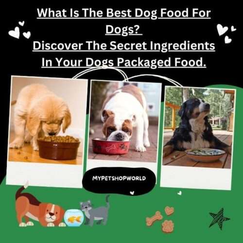 What is the Best Dog Food for Dogs? Discover The Secret Ingredients In Your Dogs Packaged Food.