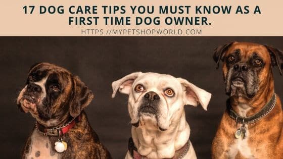 Dog care tips for first time dog owners