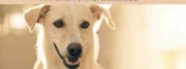 dog care tips for first time dog owners