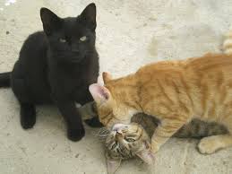 halloween black cats adopt them
