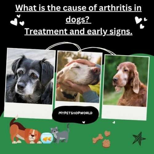 What is the cause of arthritis in dogs? Treatment and early signs.