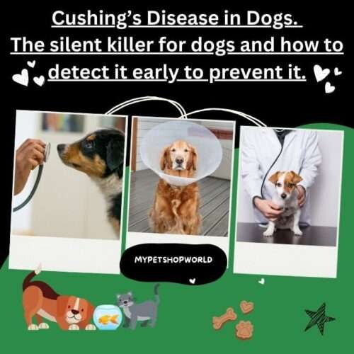 Cushing's Disease in Dogs. The silent killer for dogs and how to detect it early to prevent it.