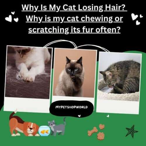 Why Is My Cat Losing Hair? Why is my cat chewing or scratching its fur often?