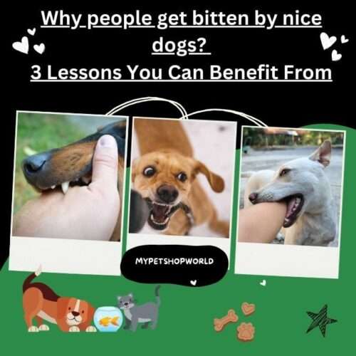 Why people get bitten by nice dogs? 3 Lessons You Can Benefit From.