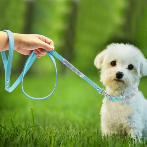 Rhinestone collar with dog leash