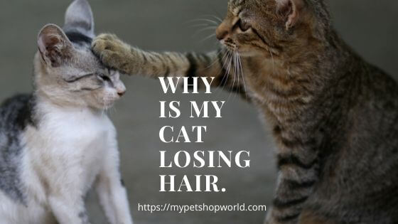 Hairloss in cats a common disease 