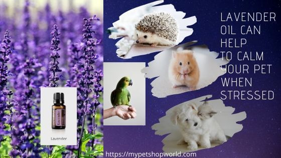 is lavender essential oil good for dogs