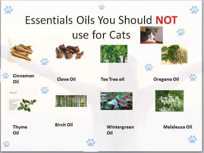 essential oil for cats