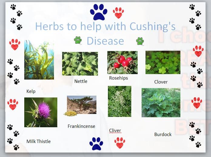 herbs cushing's disease 