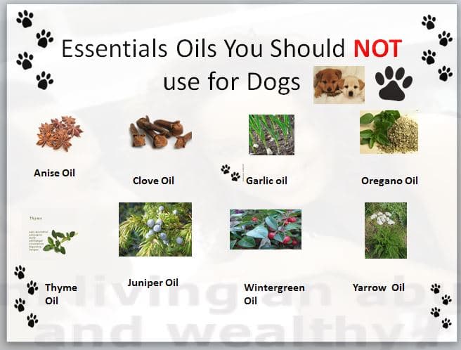 Essential oils no to use for dogs 