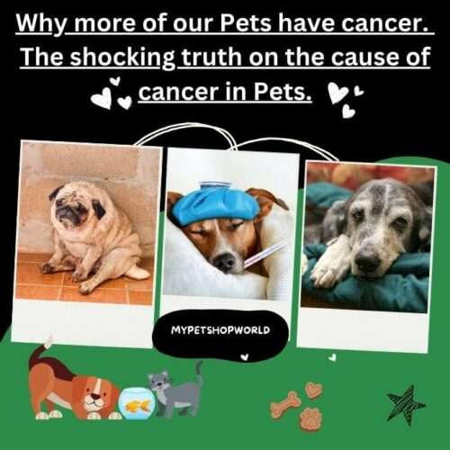 Why more of our Pets have cancer. The shocking truth on the cause of cancer in Pets.