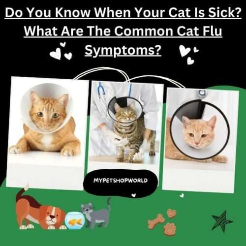 DO You Know When Your Cat Is Sick? What Are The Common Cat Flu Symptoms.