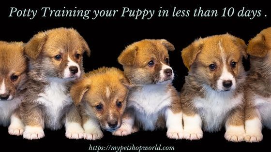 Potty training for your Puppy