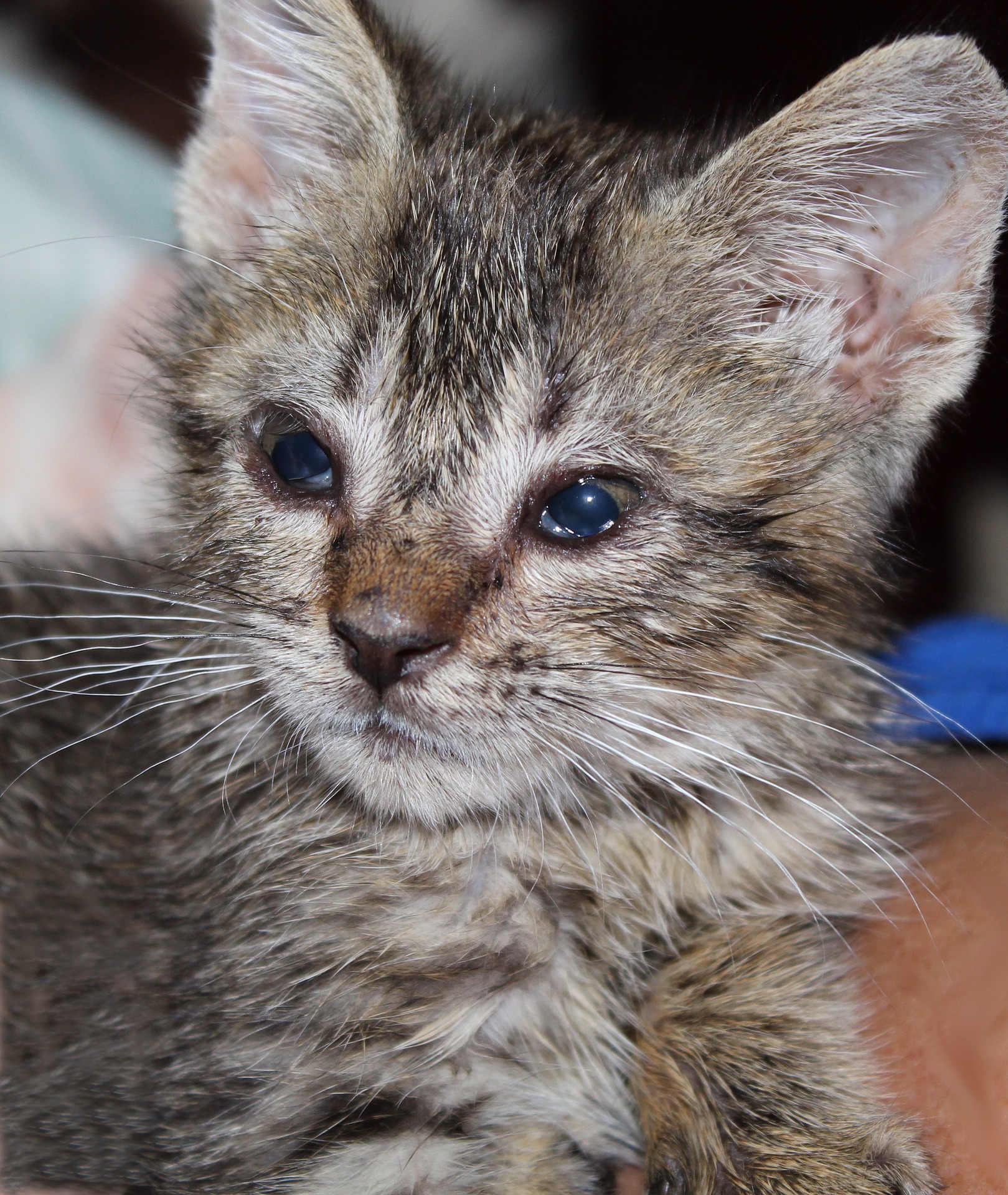 how to help a kitten with a cold