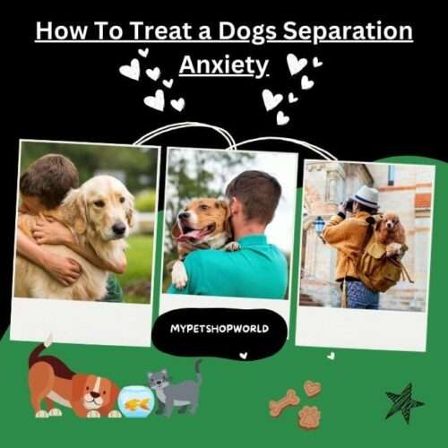 How To Treat a Dog With Separation Anxiety.