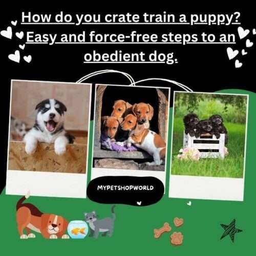 How do you crate train a puppy? Easy and force-free steps to an obedient dog.