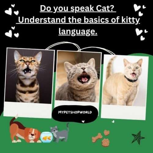 Do you speak Cat? Understanding the basics of kitty language.