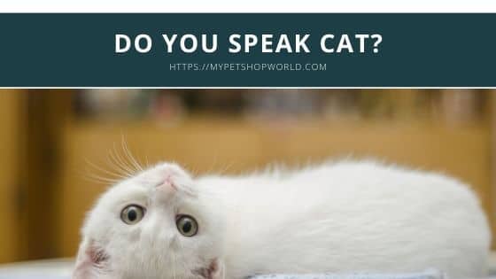 Do you speak cat 