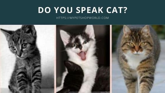 speaking the cat language 