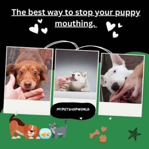 The best way to stop your puppy mouthing.