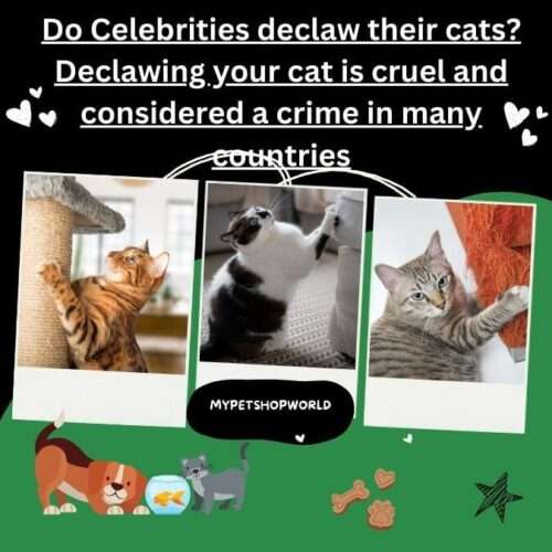 Do celebrities declaw their cats? Declawing your cat is cruel and considered a crime in many countries.