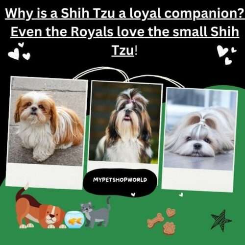 Why is a Shih Tzu a loyal companion? Even the Royals love the small Shih Tzu!