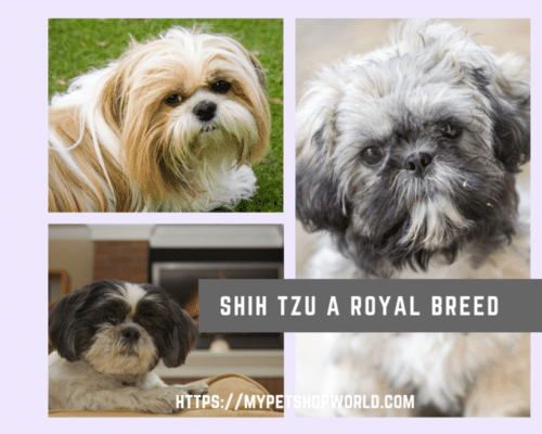 do shih tzus need a lot of attention