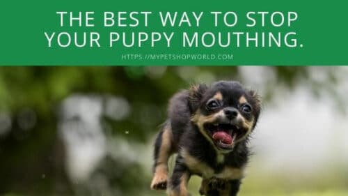 how to stop my puppy biting