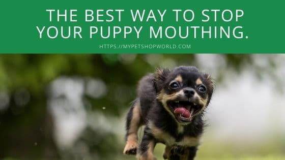 how to stop my puppy biting 