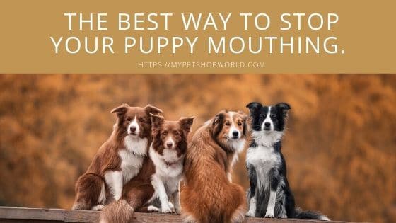 stop your puppy biting other people 