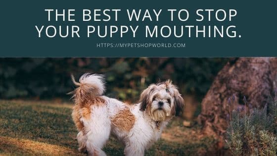 Stop puppy mouthing 