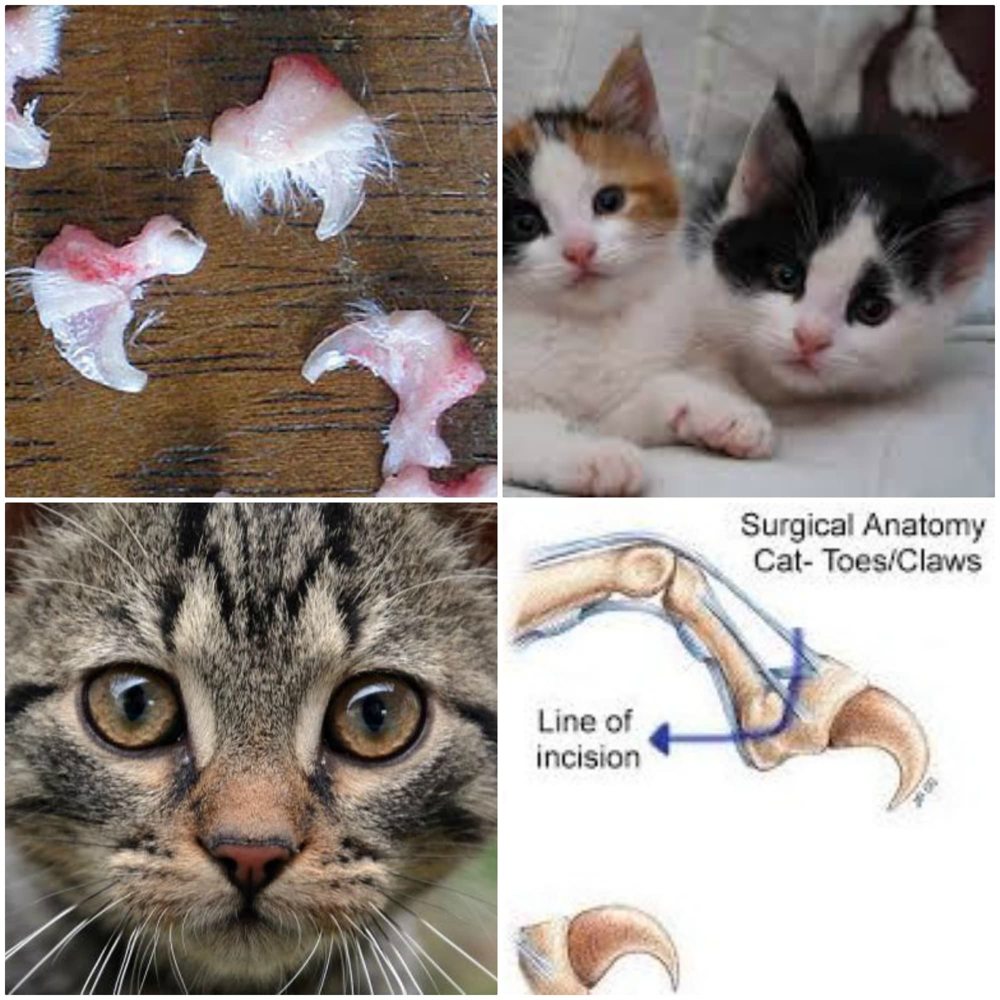 declawing cats diagram