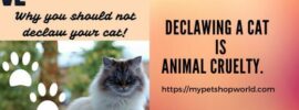 declawing your cat is animal cruelty.