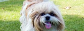 Shih Tzu the lap dog of the royals