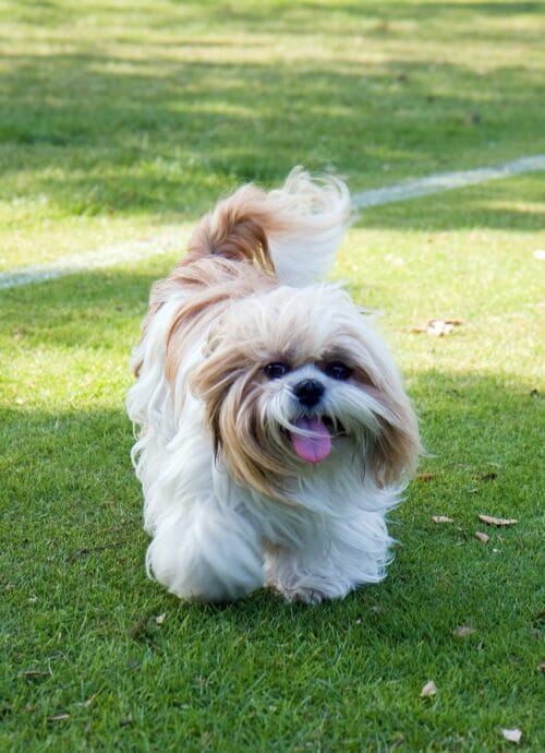 Shih Tzu the lap dog of the royals