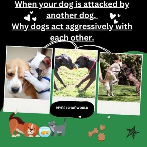 When your dog is attacked by another dog. Why dogs act aggressively with each other.