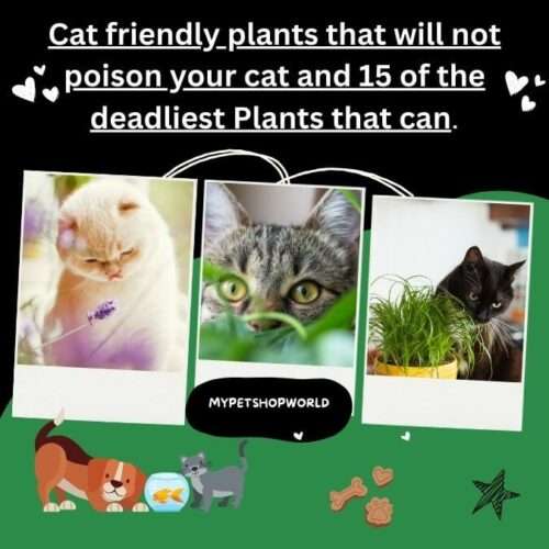 Cat friendly plants that will not poison your cat and 15 of the deadliest Plants that can.