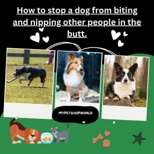 How to stop a dog from biting and nipping other people in the butt.