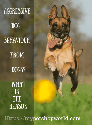 dog aggressive behaviour toward other dogs