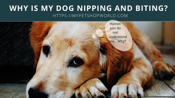 dog nipping and biting a communication problem