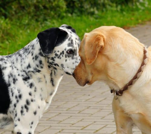dog aggression toward each other 
