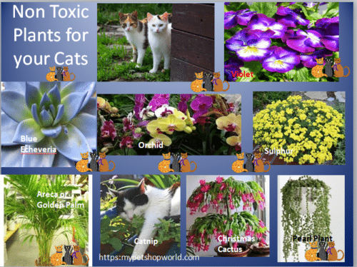 non toxic plants 