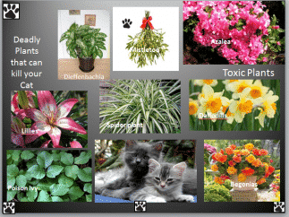 toxic plants for cats