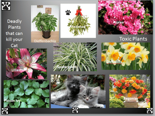 toxic plants for cats 